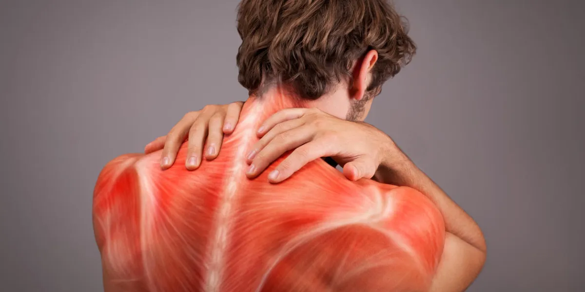 musculature illustration of athlete back and shoulders