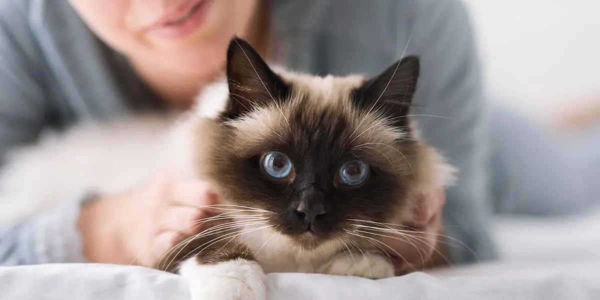 femme souriante couchée sur le lit et câlins son doux beau chat, animaux domestiques et le concept de style de vie