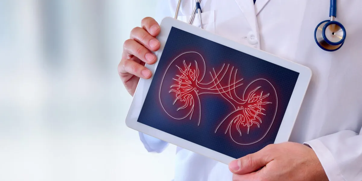 doctor close-up of a doctor showing a picture of a kidney on a tablet in a hospital