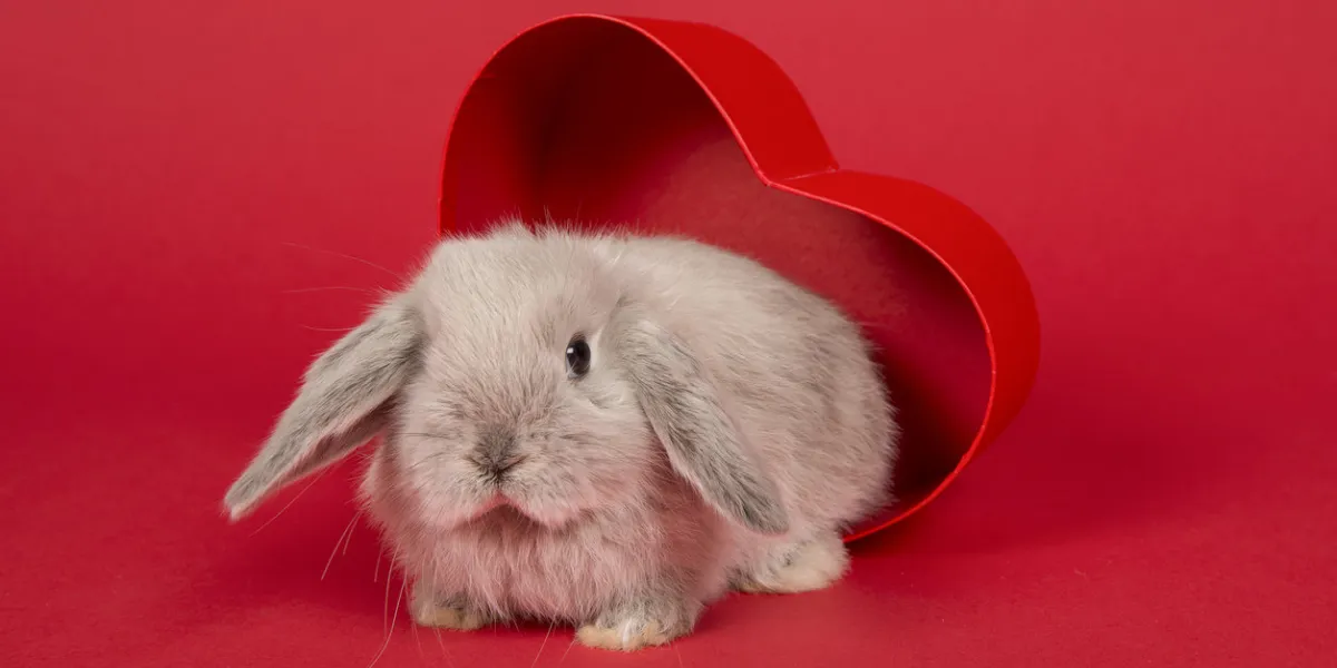 cute young grey rabbit in a red heart shaped box on a red background cute young grey rabbit in a red heart shaped box on a red background