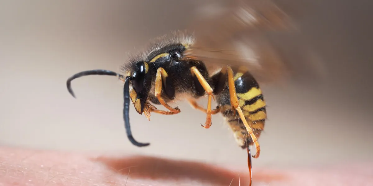 wasp sting pulls out of human skin macro