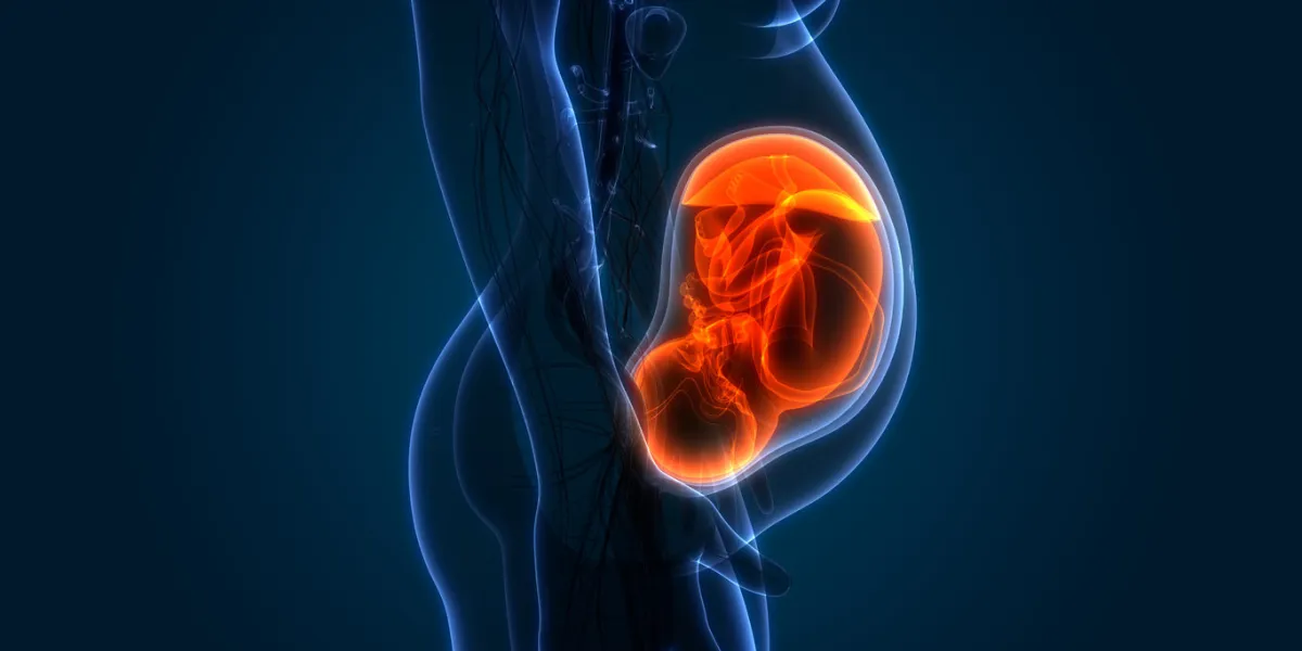 3d illustration of fetus (baby) in womb anatomy