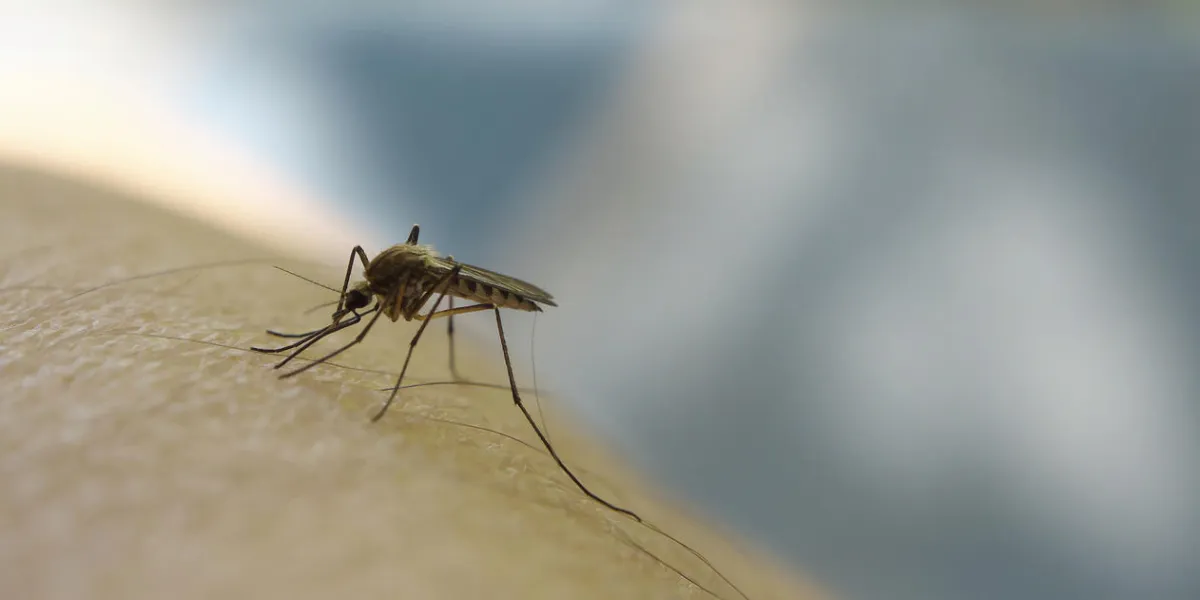 close up of mosquito sucking blood on human skin, mosquito is carrier of malaria encephalitis dengue zika virus close up of mosquito sucking blood on human skin, mosquito is carrier of malaria encephalitis dengue zika virus