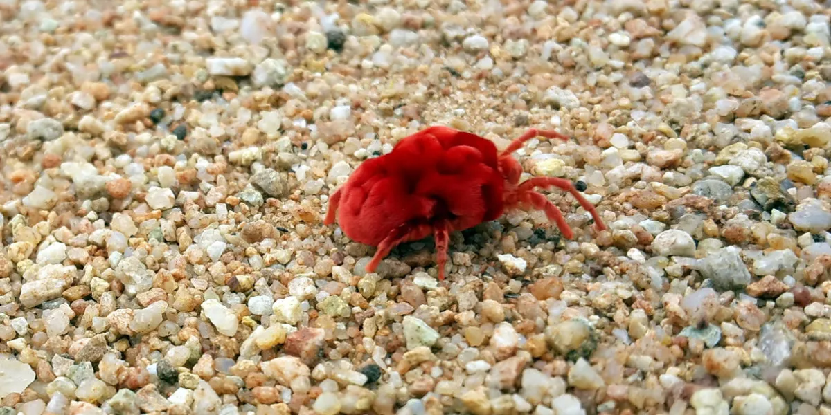 red bug mite chigger trombiculidae red bug mite chigger trombiculidae