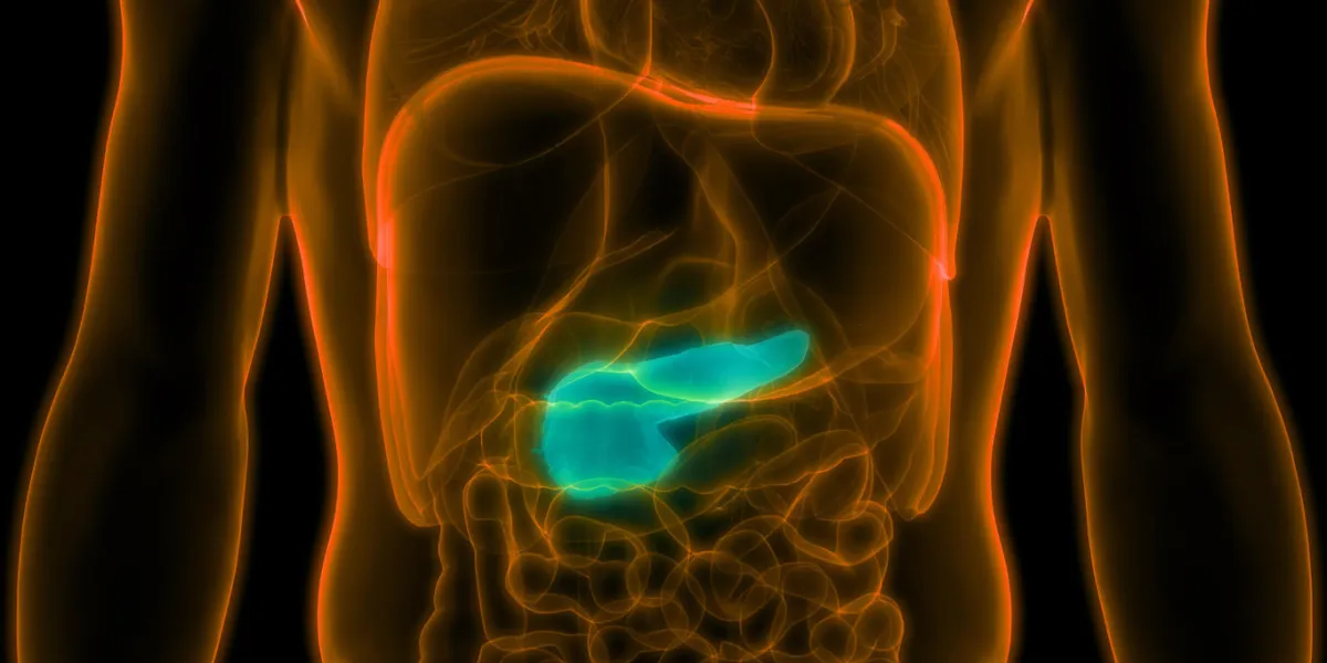 3d illustration of human body organs anatomy (pancreas)