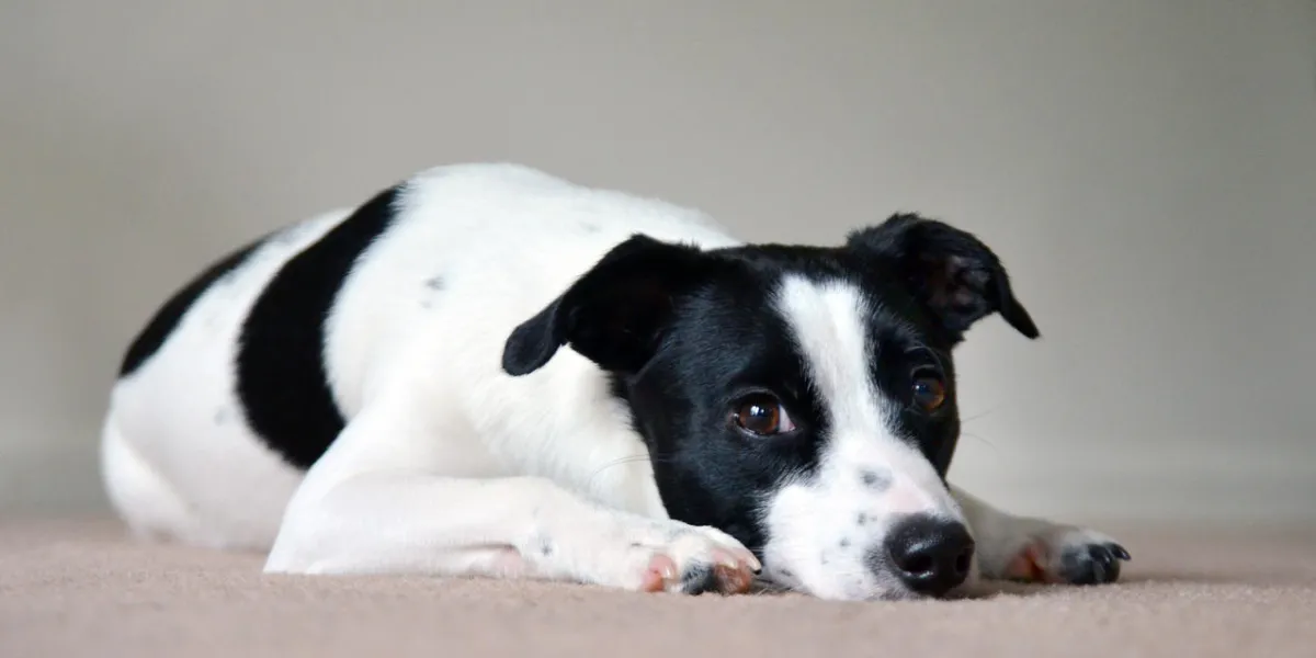 lying dog breed jack russell terrier