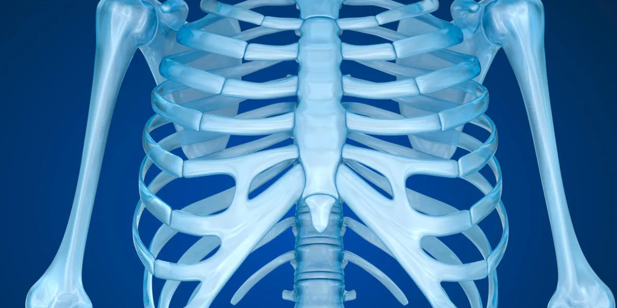 human skeleton  breast chest front view medically accurate 3d illustration