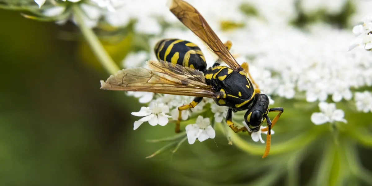 a close-up shot of a tree wasp or dolichovespula sylvestris that is gathering nectar from delicate white flowers