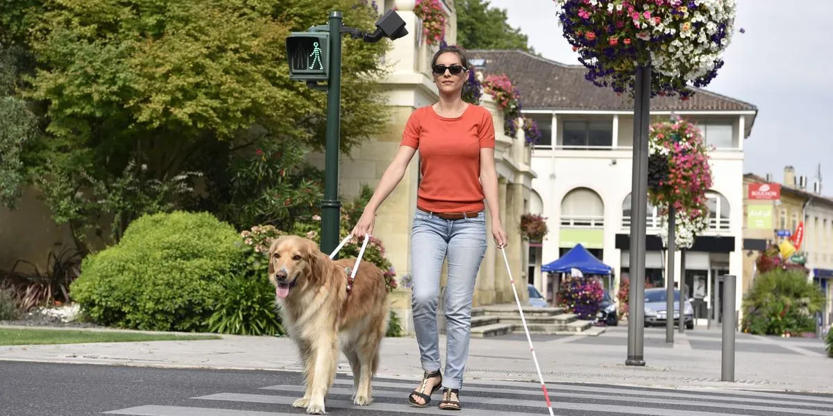 femme aveugle traversant la rue avec l'aide d'un chien-guide femme aveugle traversant la rue avec l'aide d'un chien-guide
