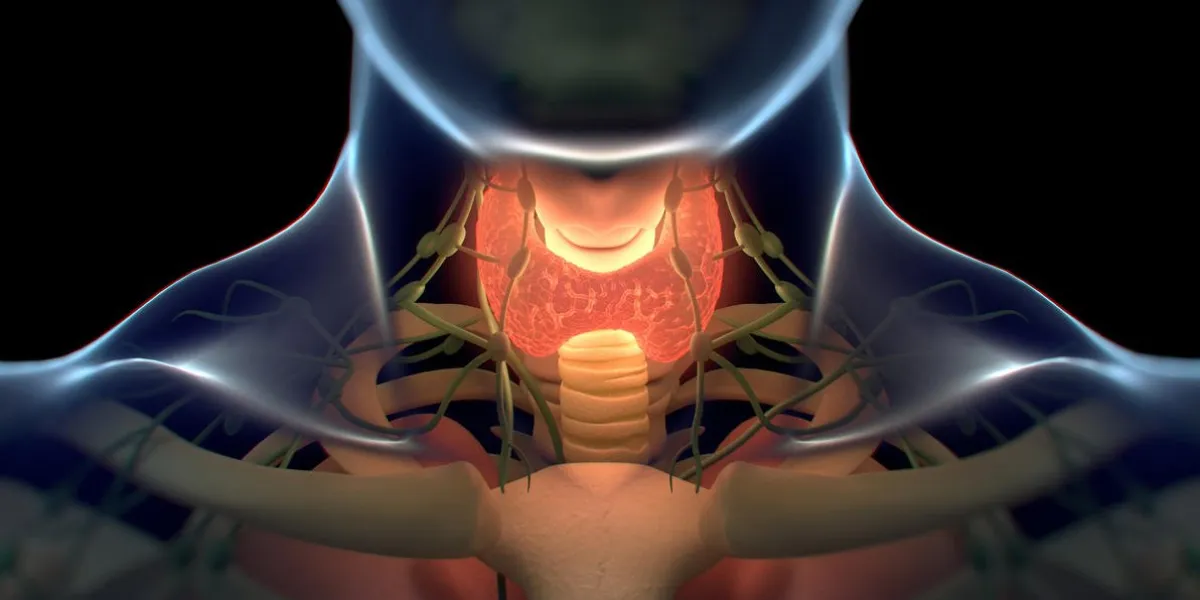 thyroid gland inside human body glowing red 3d illustrationthyroid gland inside human body glowing red 3d illustration