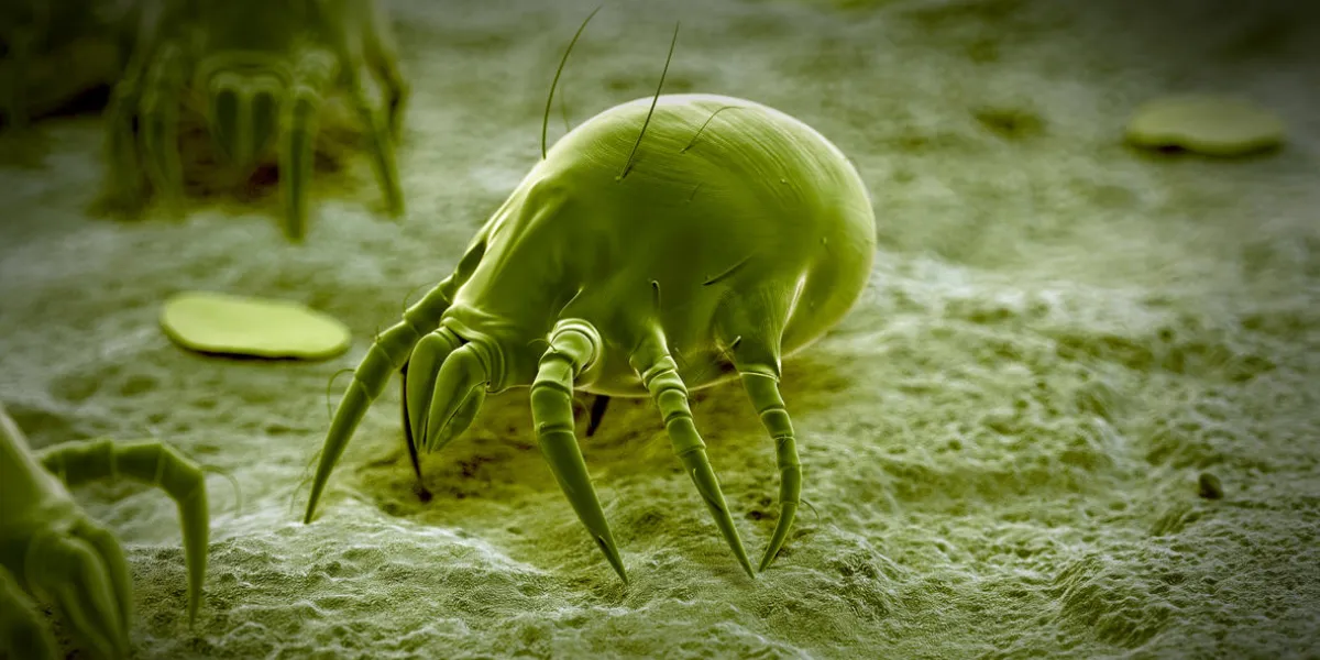 scientific illustration of a common dust mite scientific illustration of a common dust mite