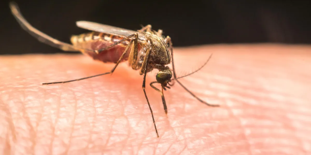 macro of mosquito (aedes aegypti) sucking blood close up on the human skin mosquito is carrier of malaria, encephalitis, dengue and zika virus