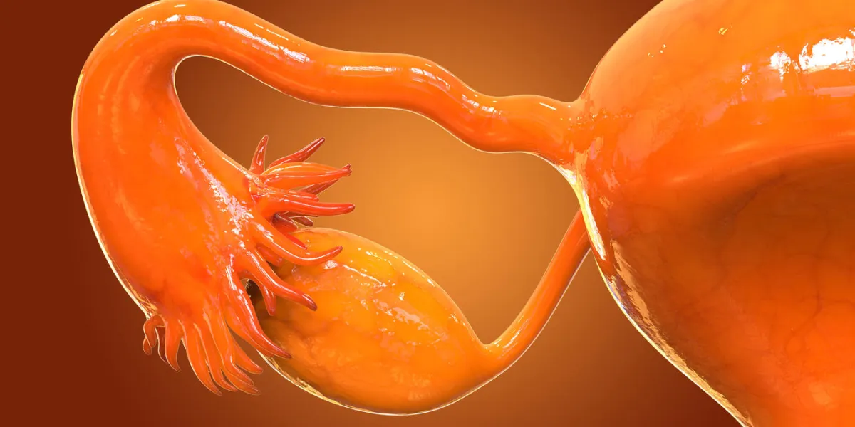 3d illustration of female reproductive system 3d illustration of female reproductive system