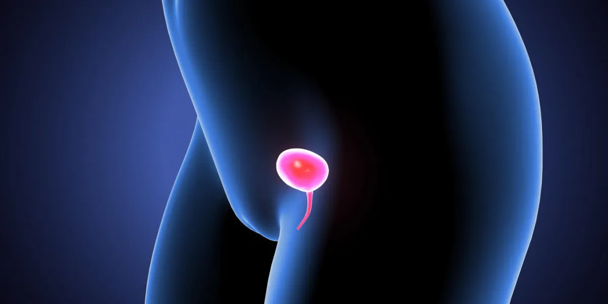 the urinary bladder is a hollow muscular organ in many animals, that collects and stores urine from the kidneys before disposal by urination the urinary bladder is a hollow muscular organ in many animals, that collects and stores urine from the kidneys before disposal by urination