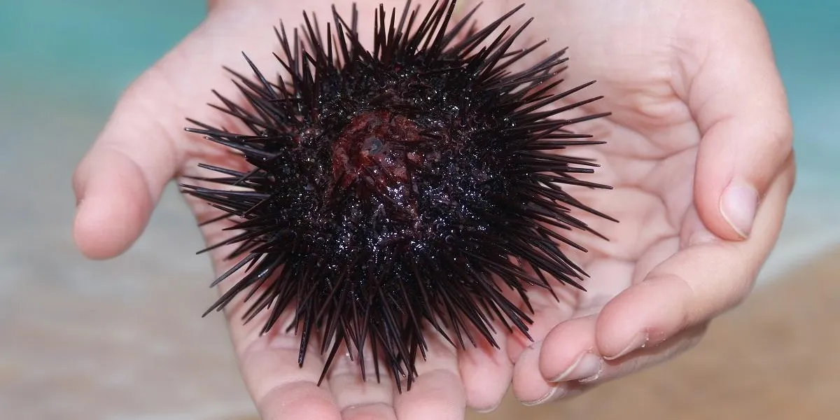 seeigel in den händen eines kindes