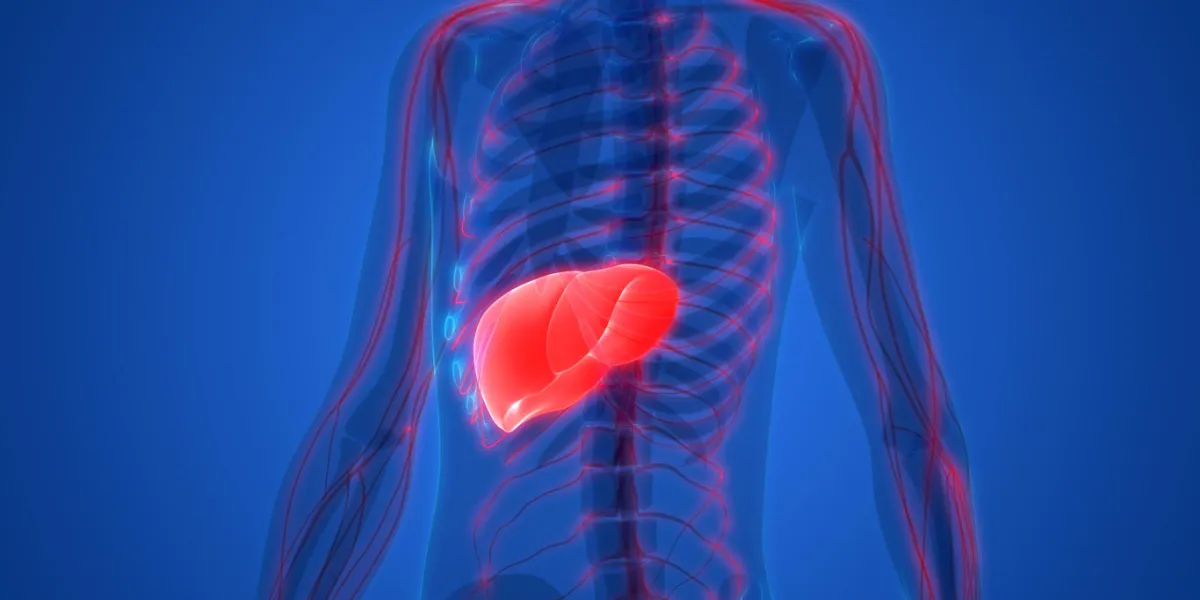 3d illustration of human body organs anatomy (liver with nervous system)