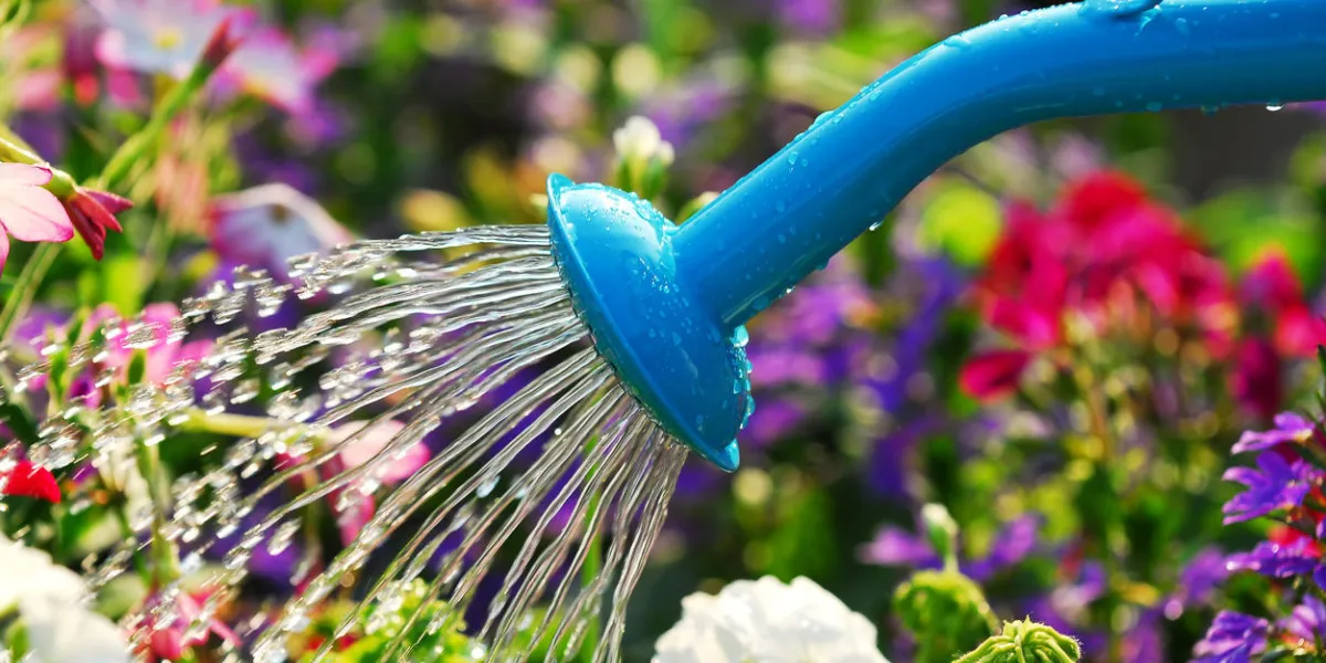 l'eau qui coule de l'arrosoir bleu sur le lit de fleurs en fleurs