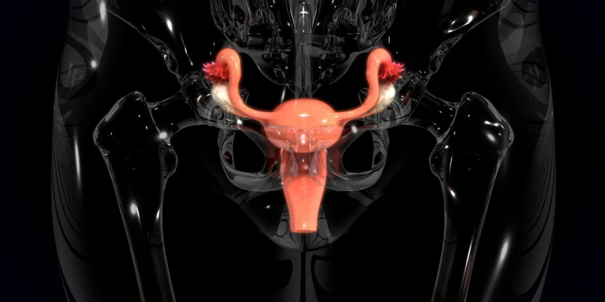 uterus