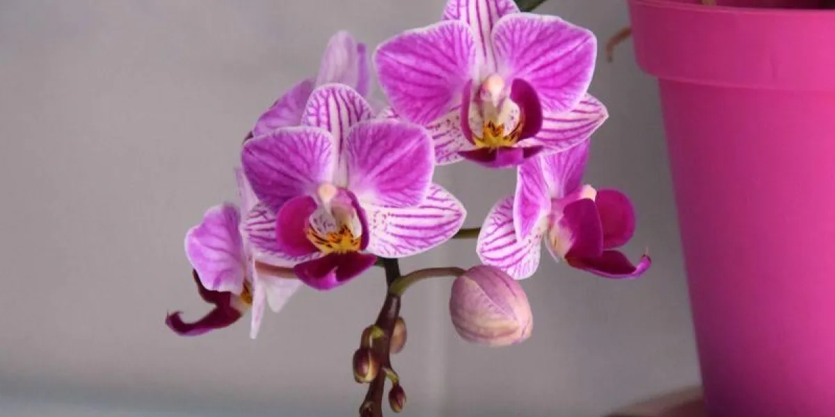 vaso di orchidea rosa con fiori