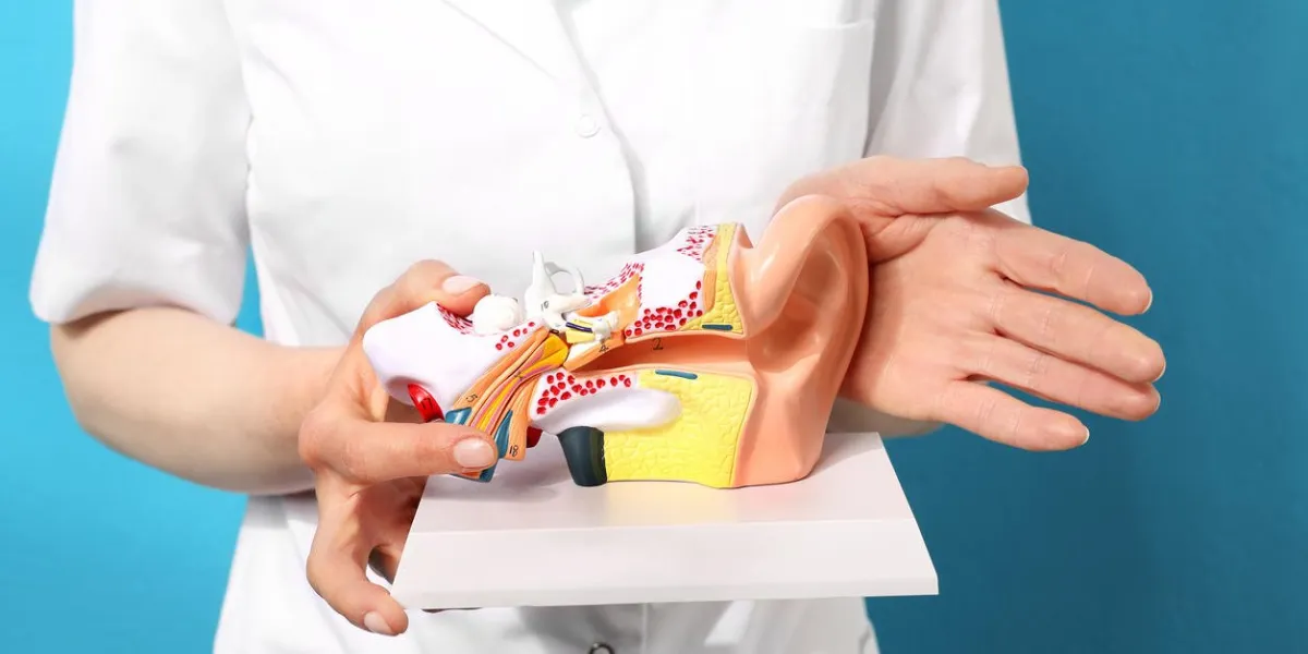 audiologist, model of the ear audiologist, model of the ear