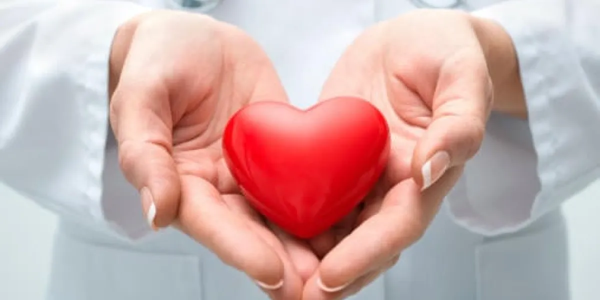 doctor holding heart doctor holding heart