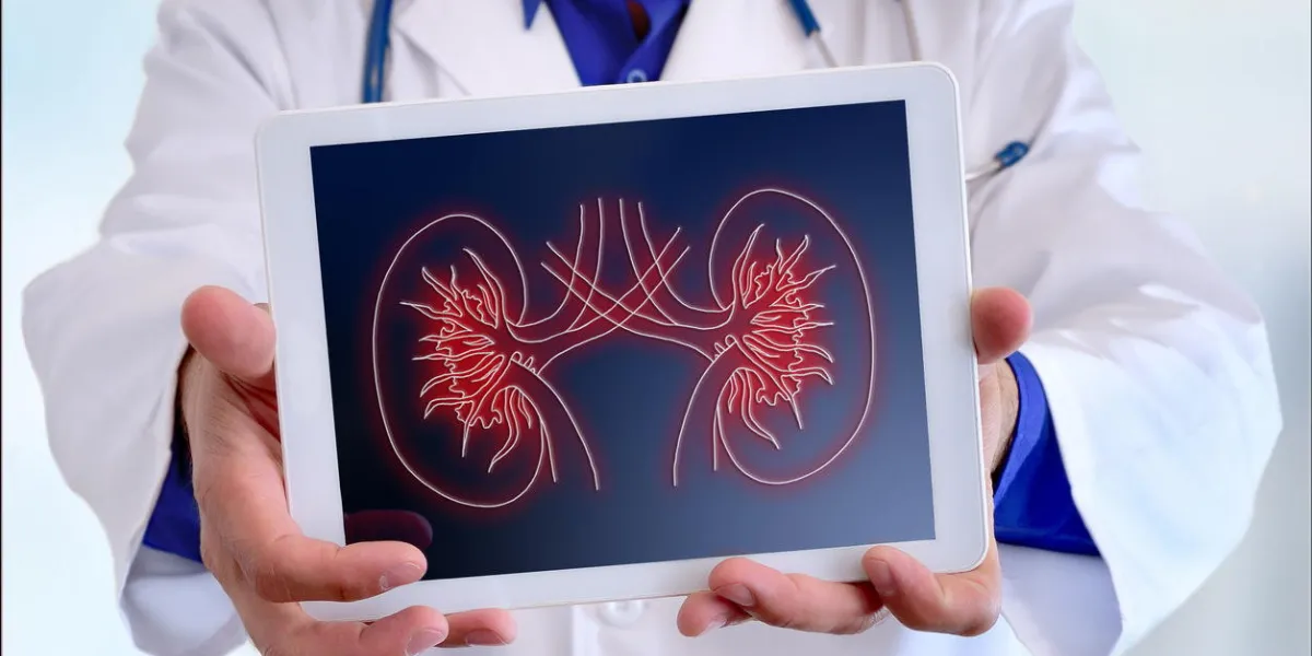 doctor close-up of a doctor showing a picture of a kidney on a tablet in a hospital doctor close-up of a doctor showing a picture of a kidney on a tablet in a hospital
