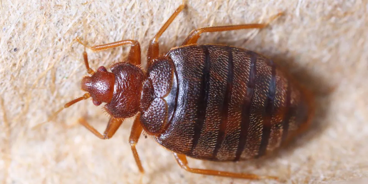 bouchent cimex hemipterus sur papier recyclé ondulé