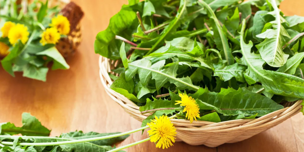 salade avec des feuilles de pissenlit fraîches salade avec des feuilles de pissenlit fraîches