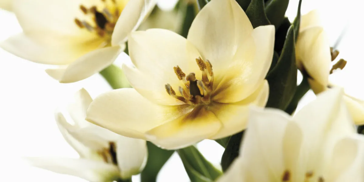 ornithogalum ornithogalum