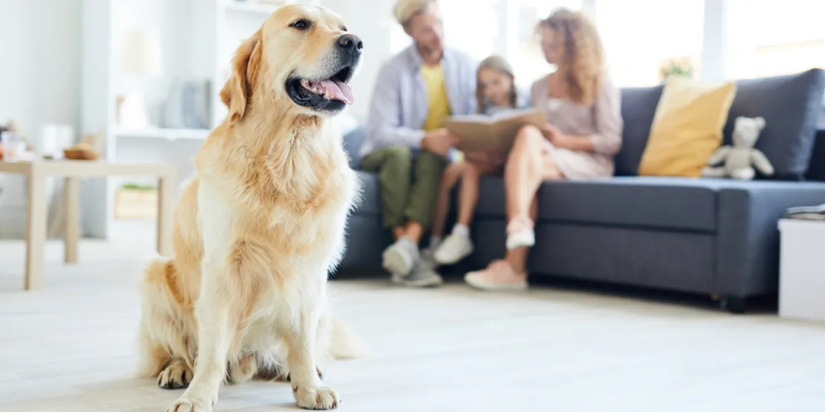 young purebred fluffy golden labrador sitting on the floor of living-room with young family reading on background young purebred fluffy golden labrador sitting on the floor of living-room with young family reading on background