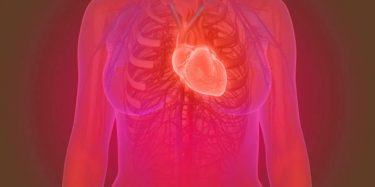 3d illustration of the female human heart anatomy 3d illustration of the female human heart anatomy