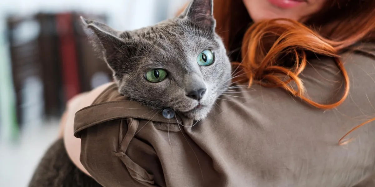 a young thoroughbred cat is tired and frightened sitting in the hands of the landlady fear of a veterinarian a young thoroughbred cat is tired and frightened sitting in the hands of the landlady fear of a veterinarian