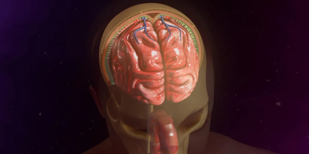 the organs of the central nervous system (brain and spinal cord) are covered by 3 connective tissue layers collectively called the meninges the organs of the central nervous system (brain and spinal cord) are covered by 3 connective tissue layers collectively called the meninges
