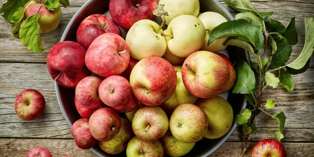plate of various fresh apples on wooden table, top view plate of various fresh apples on wooden table, top view