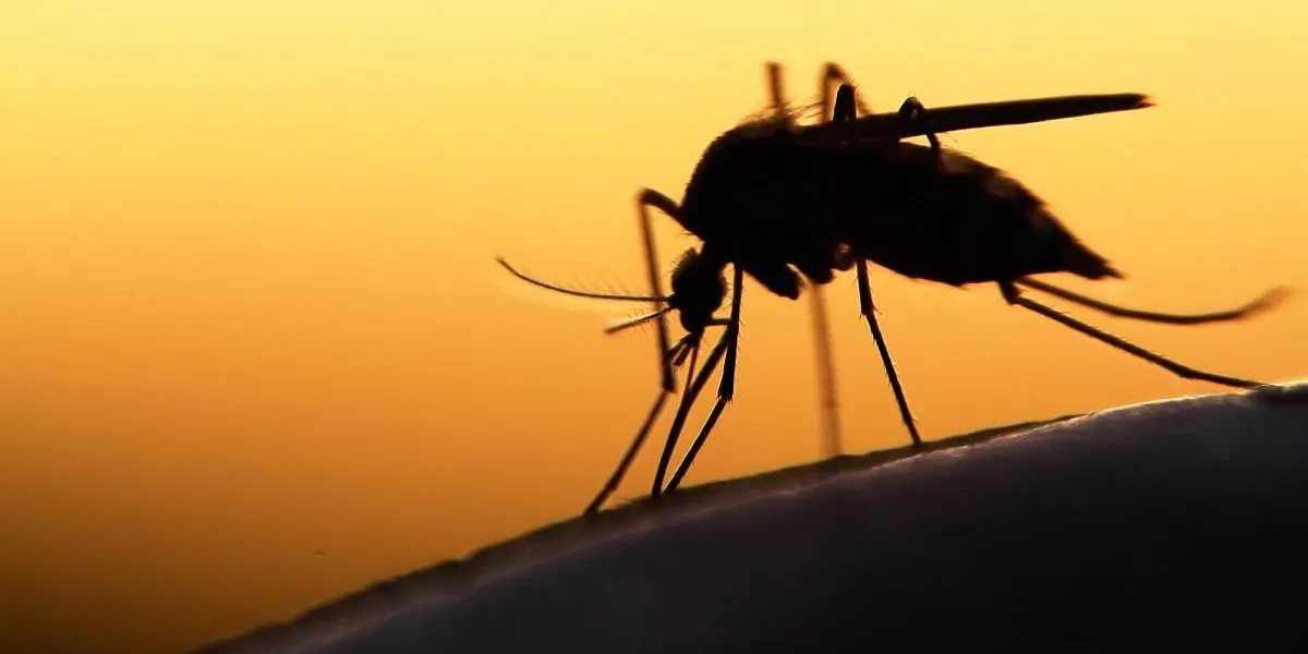 mosquito on human skin at sunset mosquito on human skin at sunset