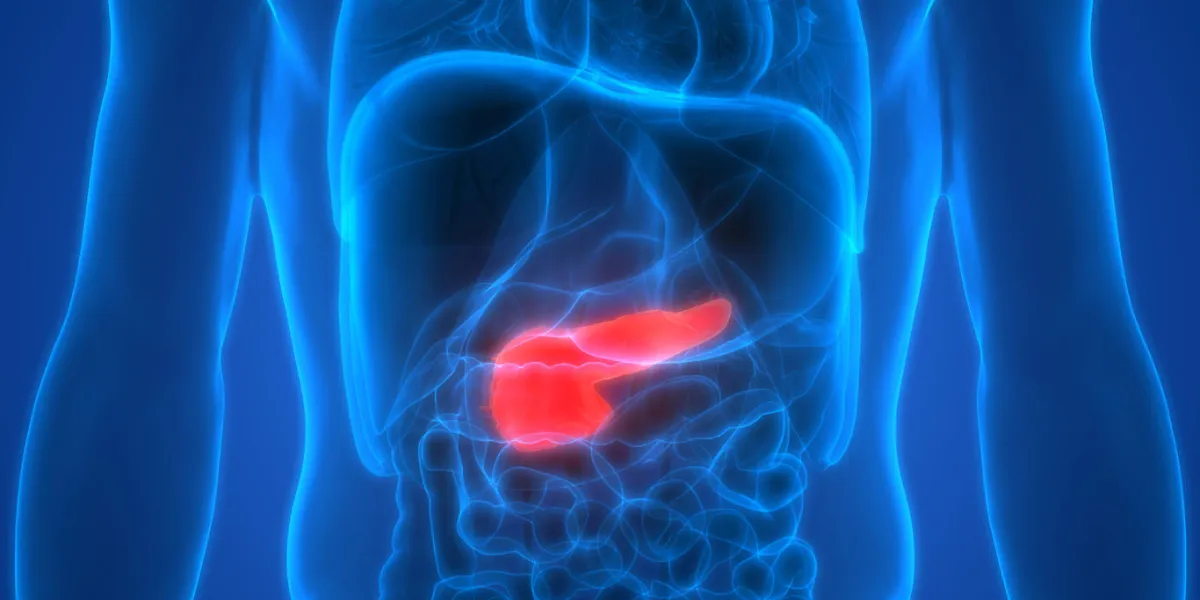 3d illustration of human body organs anatomy (pancreas) 3d illustration of human body organs anatomy (pancreas)