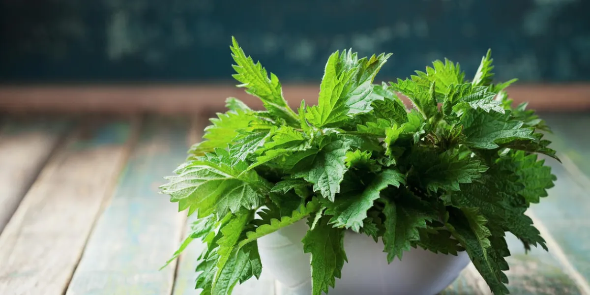 jeunes feuilles d'ortie en pot sur fond rustique, orties, urtica