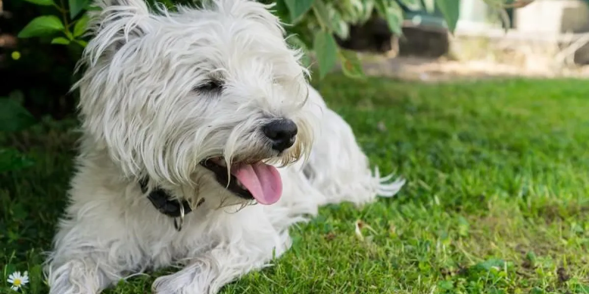 hund liegt hechelnd im gras