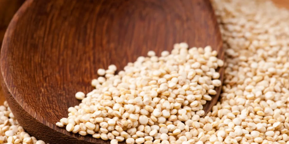 grain de quinoa