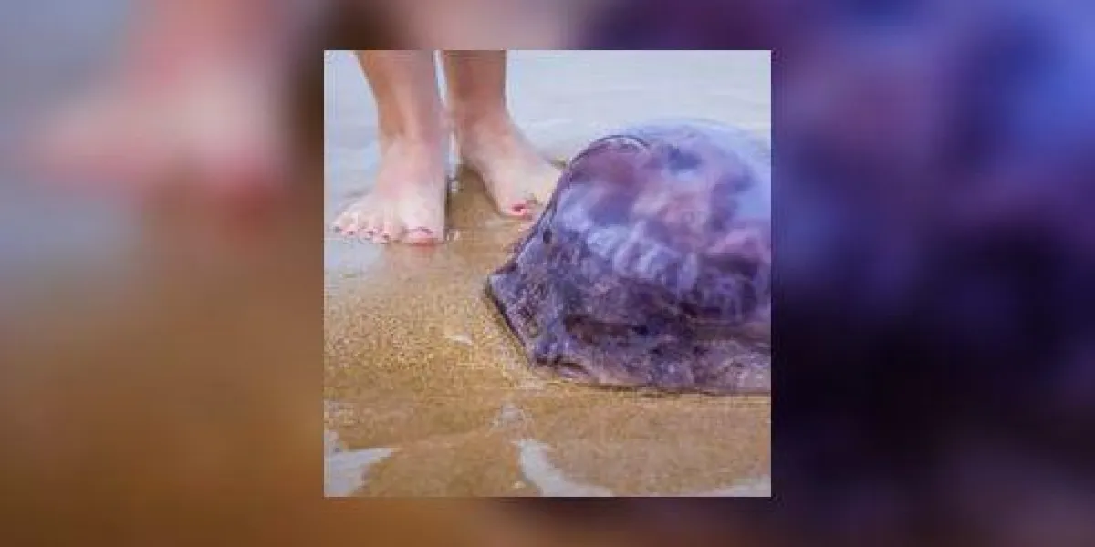 énorme méduse bleue sur la plage de sable