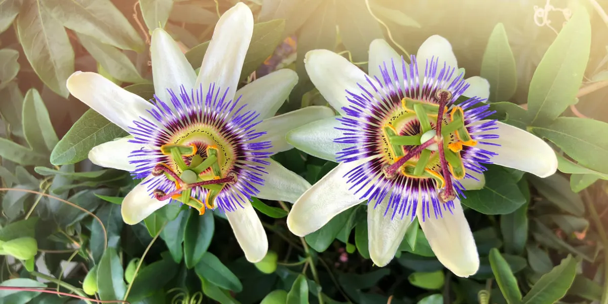 varieties of passiflora 'lady margaret' a flower amid the tropical forest, horizontal frame with place for text varieties of passiflora 'lady margaret' a flower amid the tropical forest, horizontal frame with place for text