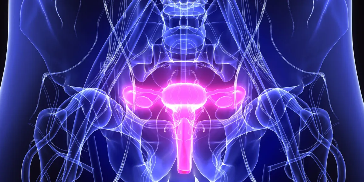 le système reproducteur féminin (ou le système génital féminin) est composé des organes sexuels internes et externes qui fonctionnent dans la reproduction humaine