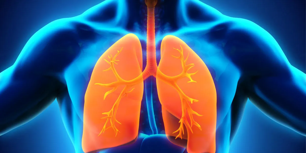 human respiratory system illustration 3d render human respiratory system illustration 3d render