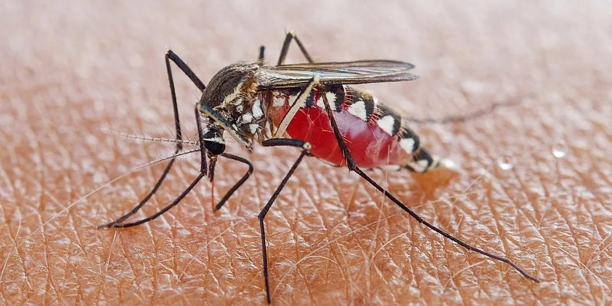 mosquito sucking blood