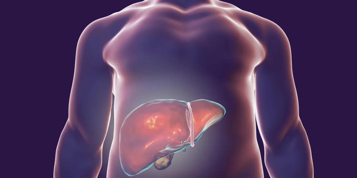 liver with gall bladder inside human body, 3d illustration liver with gall bladder inside human body, 3d illustration