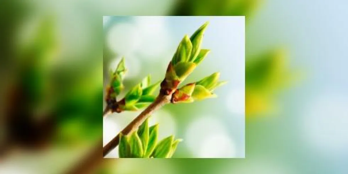 bourgeon vert avec fond de bokeh bourgeon vert avec fond de bokeh