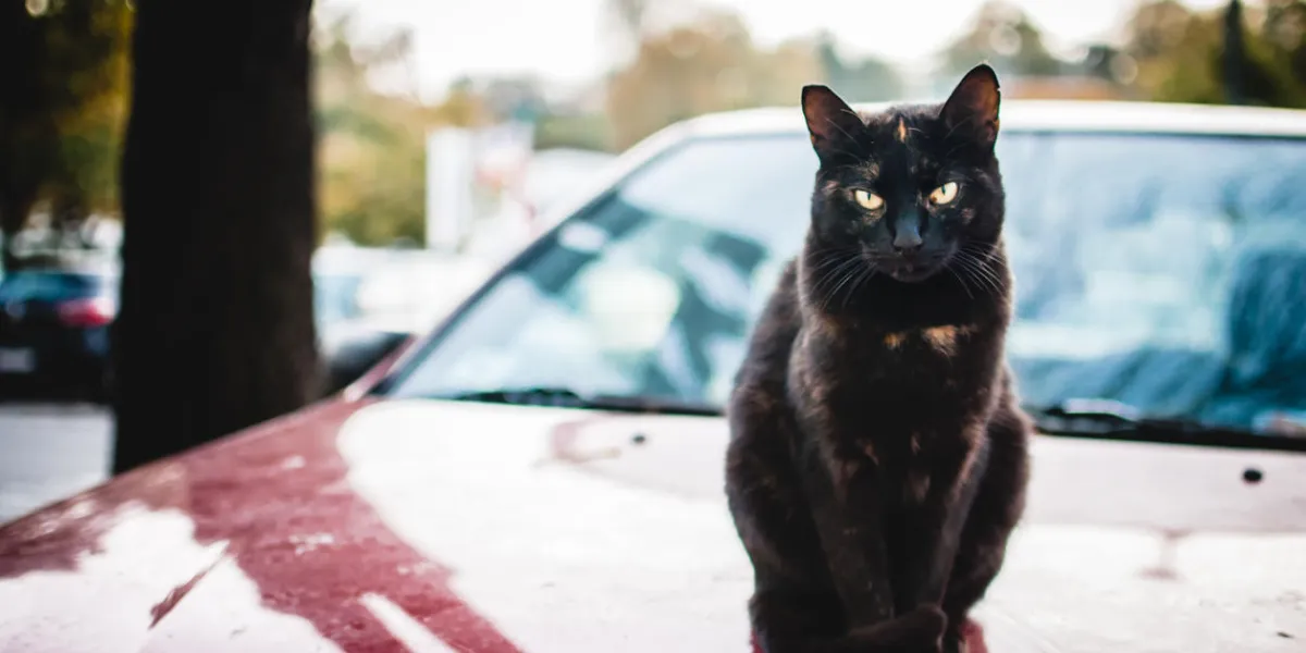 chat sans-abri sur la voiture chat sans-abri sur la voiture