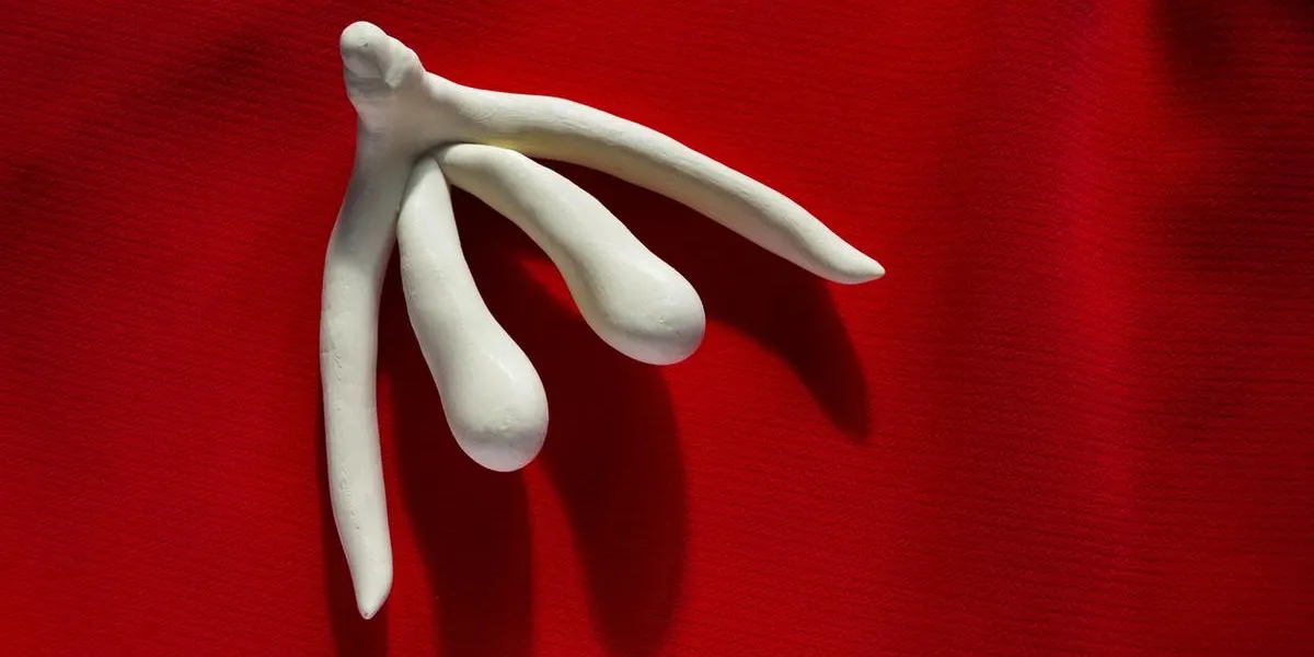 3d printed female sex organ clitoris for human anatomy lessons