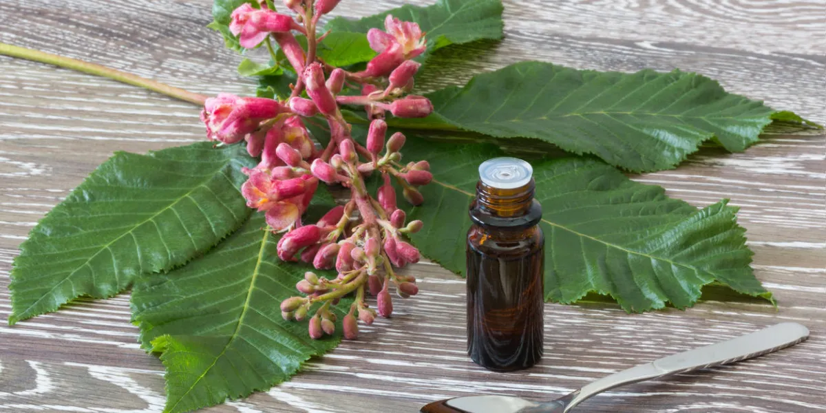 bach flower drops with spoon and red chestnut blooms bach flower drops with spoon and red chestnut blooms