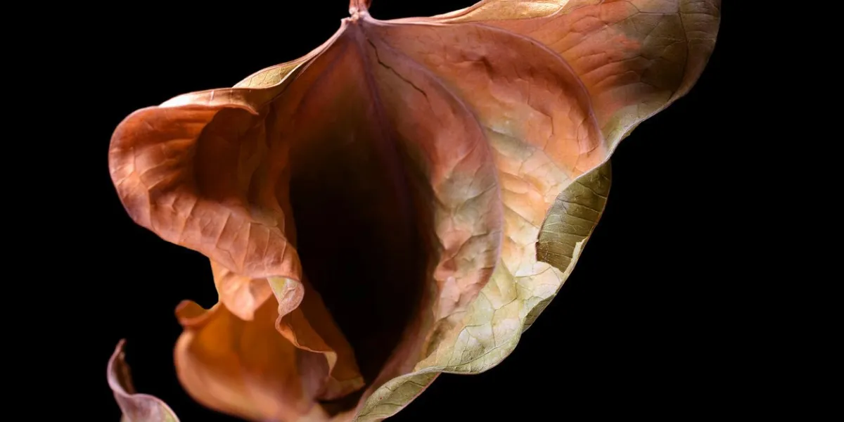 vulva shape autumn leaf studio photography isolated on black space for text vulva shape autumn leaf studio photography isolated on black space for text